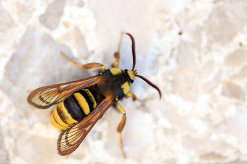 Hornissen-Glasflügler