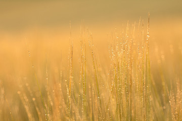 Fototapeta premium Wheat spikes, mustache, sprouts, macrophotography, abstract background