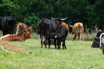 Fototapeta premium Black calf nursing from mother cow among herd