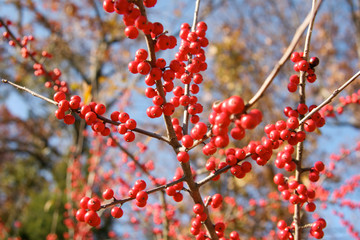 red berries on branch