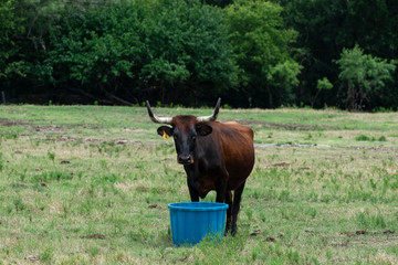 Brown Longhorn cow standing over blue water bucket