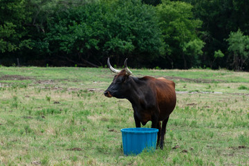 Brown Longhorn cow standing over blue water bucket
