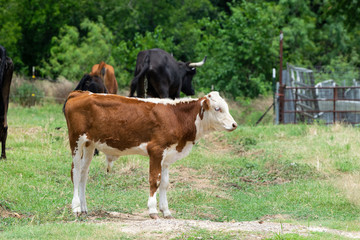 Profile of young, brown and white calf in pasture