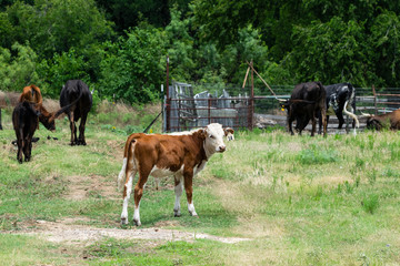 Young brown and white calf near cattle herd