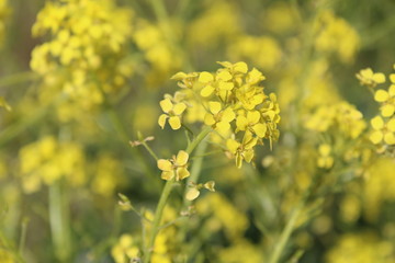 yellow wildflowers in summer