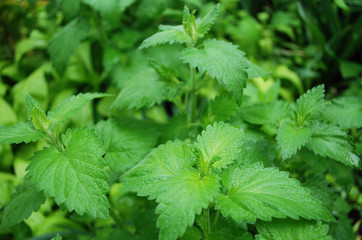 lemon balm with bright green leaves