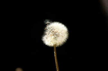 Silhouette Of Dandelion in the wind
