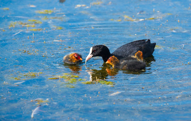Coot and her cute chicks