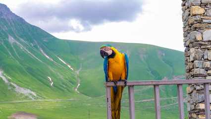  bright colorful parrot on a mountain background