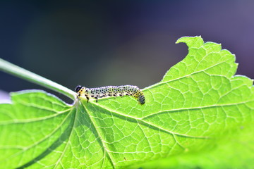 Caterpillar - Sawfly -  Broadfooted birch leaf wasp run on leaf