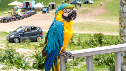 bright colorful parrot on a mountain background