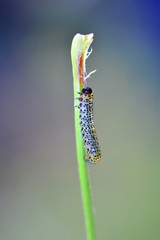 A Caterpillar - Sawfly -  Broadfooted birch leaf wasp on plant