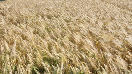 Background from ears of golden color from ripe, Organic natural winter Wheat, processed into flour, and feed for cows before harvesting.