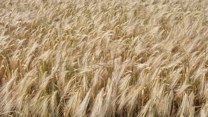Golden ears of ripe, organic, natural winter Wheat, processed into flour, and feed for cows before harvesting.