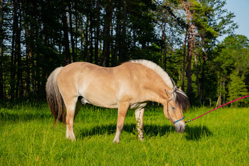 Obraz na płótnie Canvas süßes Norwegisches Fjordpferd an der Leine isst sich satt am Gras von saftig grüner Wiese im Frühling in der freien Natur