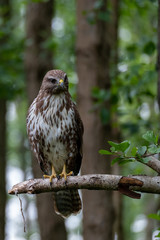 Common buzzard with prey