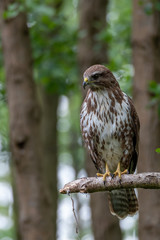 Common buzzard with prey