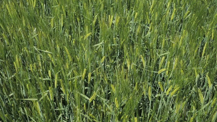 Background from large spikelets of organic green unripe wheat before being treated with herbicides and fertilizers, for a big harvest, top viev