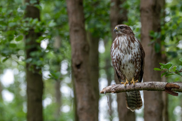 Common buzzard with prey