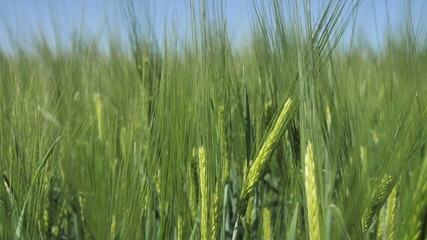 Clous-up background from large spikelets of organic green unripe wheat before being treated with herbicides and fertilizers, for a big harvest, sway from the wind.
