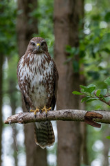 Common buzzard with prey