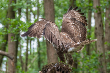 Common buzzard with prey