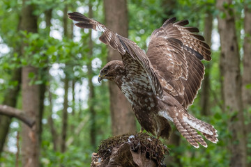 Common buzzard with prey