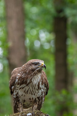 Common buzzard with prey