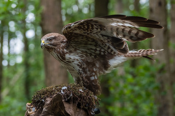Common buzzard with prey