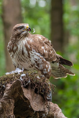 Common buzzard with prey