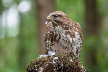 Common buzzard with prey