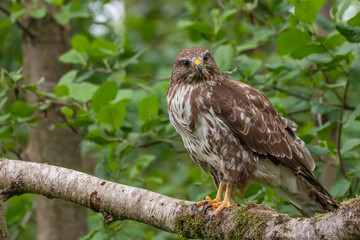 Common buzzard with prey