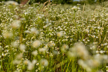 Wild flowers in a field
