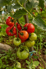 Ripening tomatoes in the greenhouse