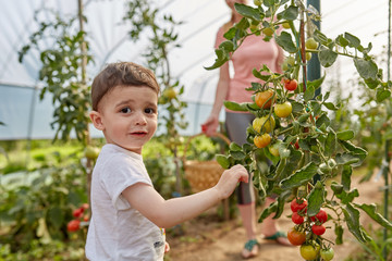 Mother and son in the tomato hothouse