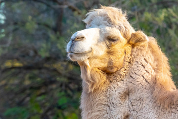 Obraz premium Bactrian two-humped camel portrait, Camelus bactrianus. Liberec Zoo, Czech Republic