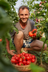 Farmer picking tomatoes