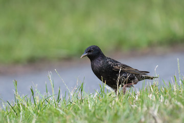 Common Starling Bird on grass