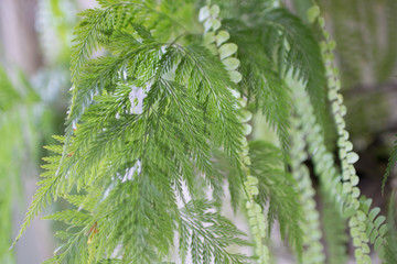 fondo verde 