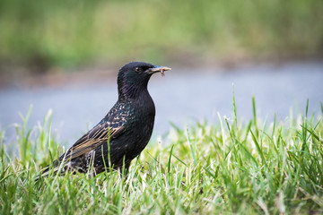 Obraz premium Common Starling Bird with insect on its mouth beak