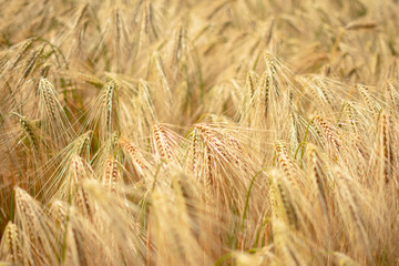 ears of wheat in field