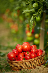Ripening tomatoes in the greenhouse