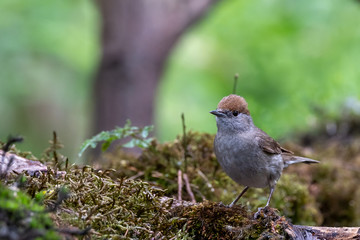 Black cap female