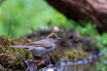 Black cap female