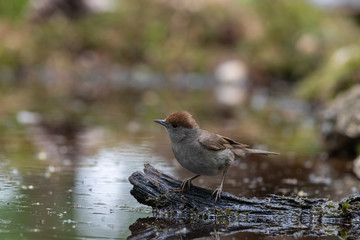 Black cap female