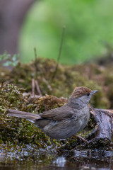 Black cap female