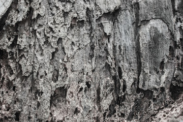 Background texture of decayed wood.
