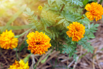 Tagetes erecta beautiful in the garden.