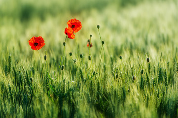 Red Poppies in Green Field of Barley, selective focus