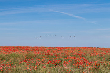 Field of poppies against the sky